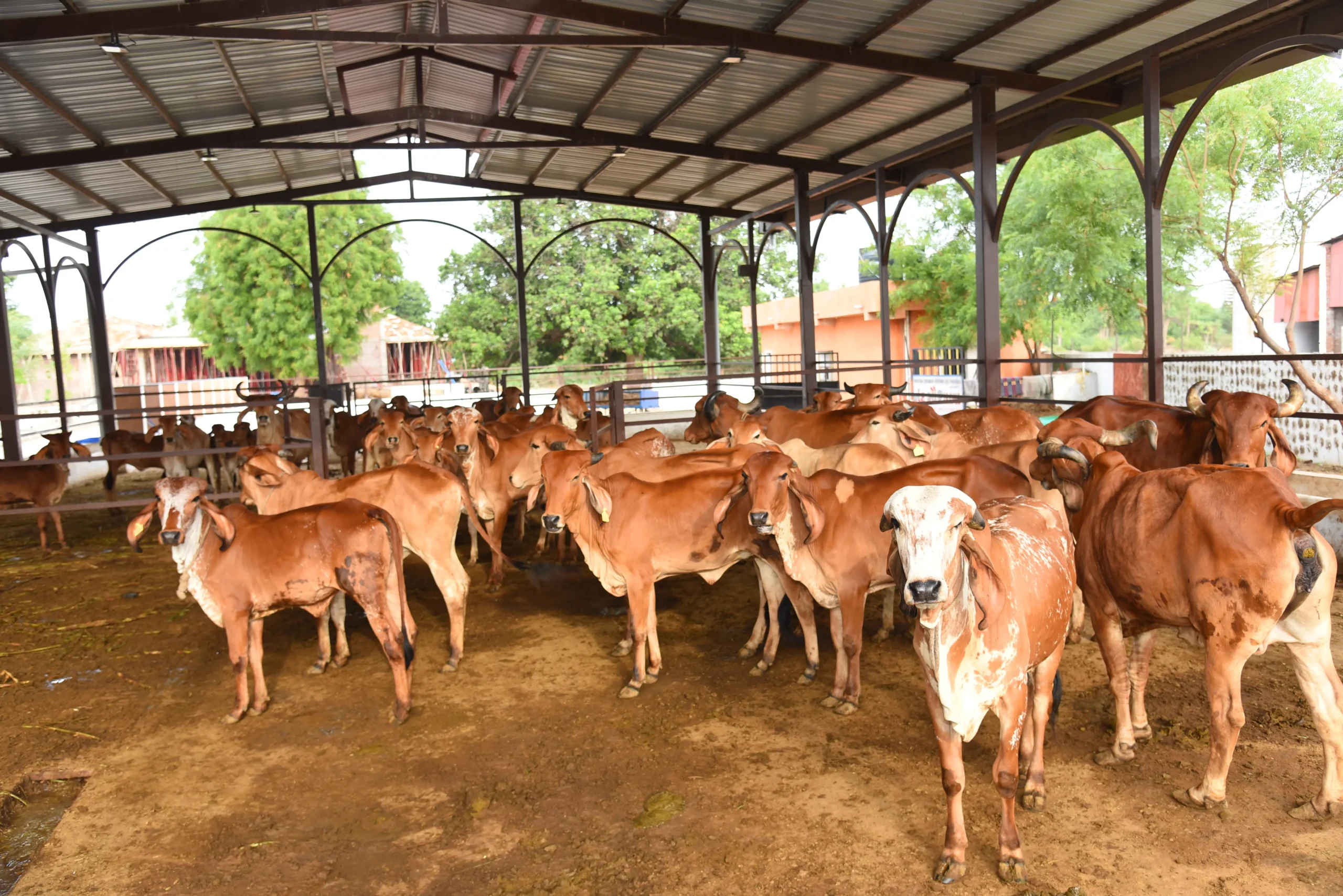 Cow Base Farming